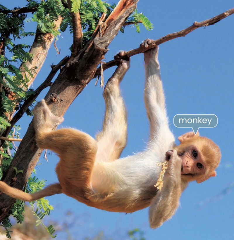 Alphabet Fun: M is for Monkey — page 1