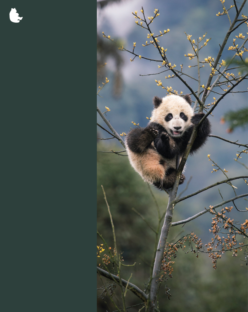 Pandas / Los pandas — page 1