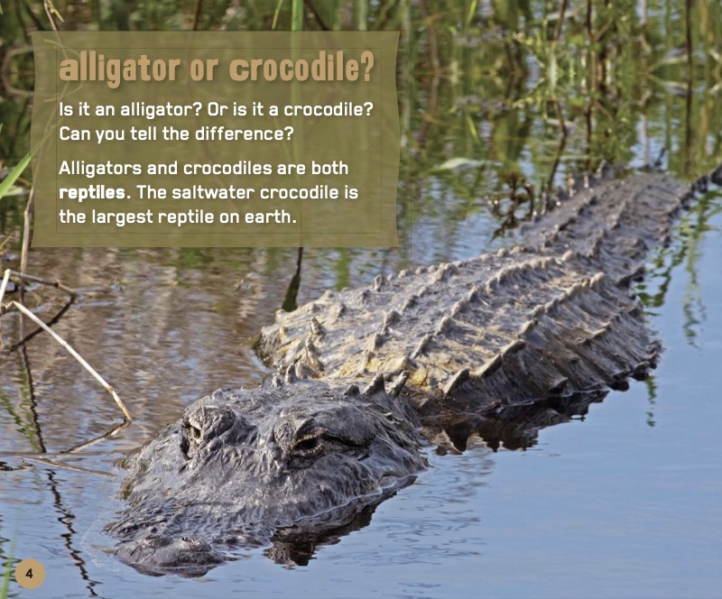 Crocodile or Alligator? — page 1