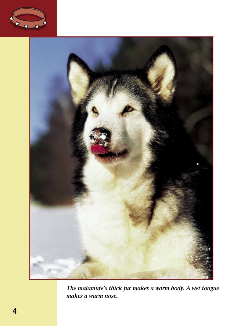 Eye To Eye With Dogs: Alaskan Malamutes — page 1