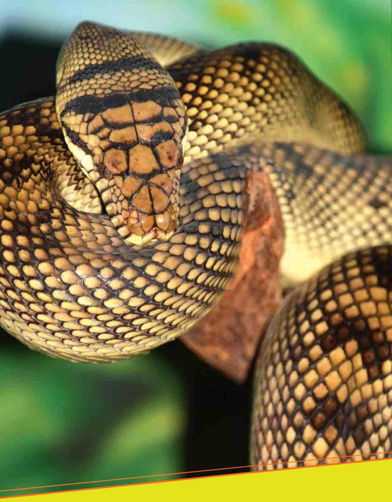 Amazing Reptiles: Pythons — page 1