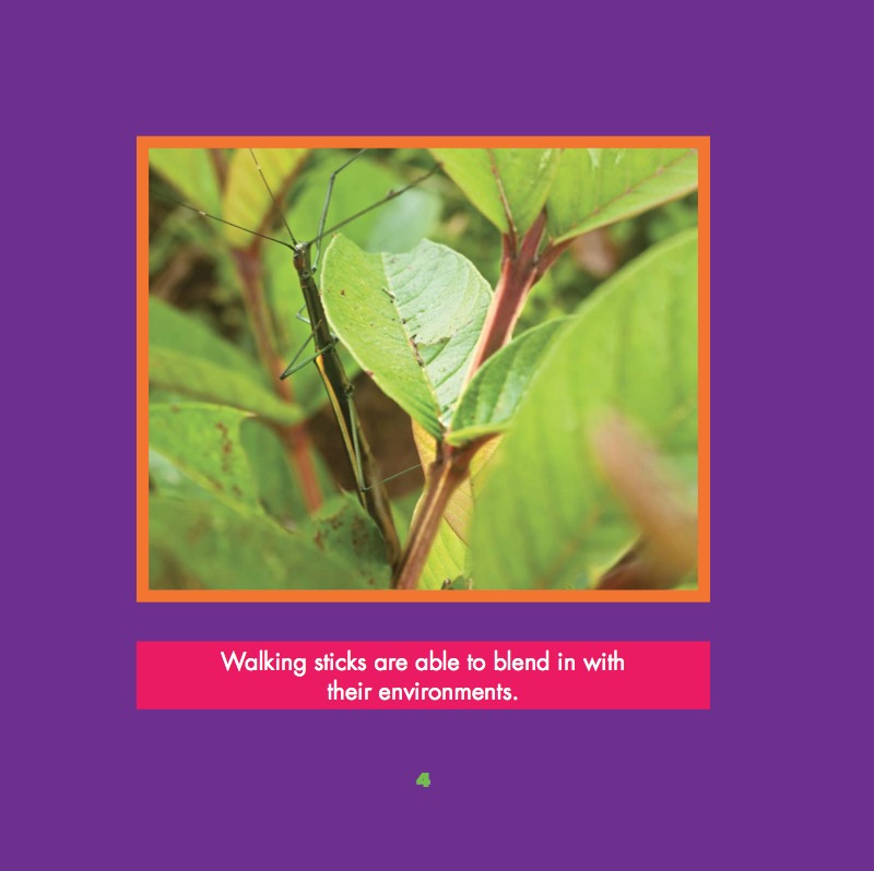 Walking Stick — page 1