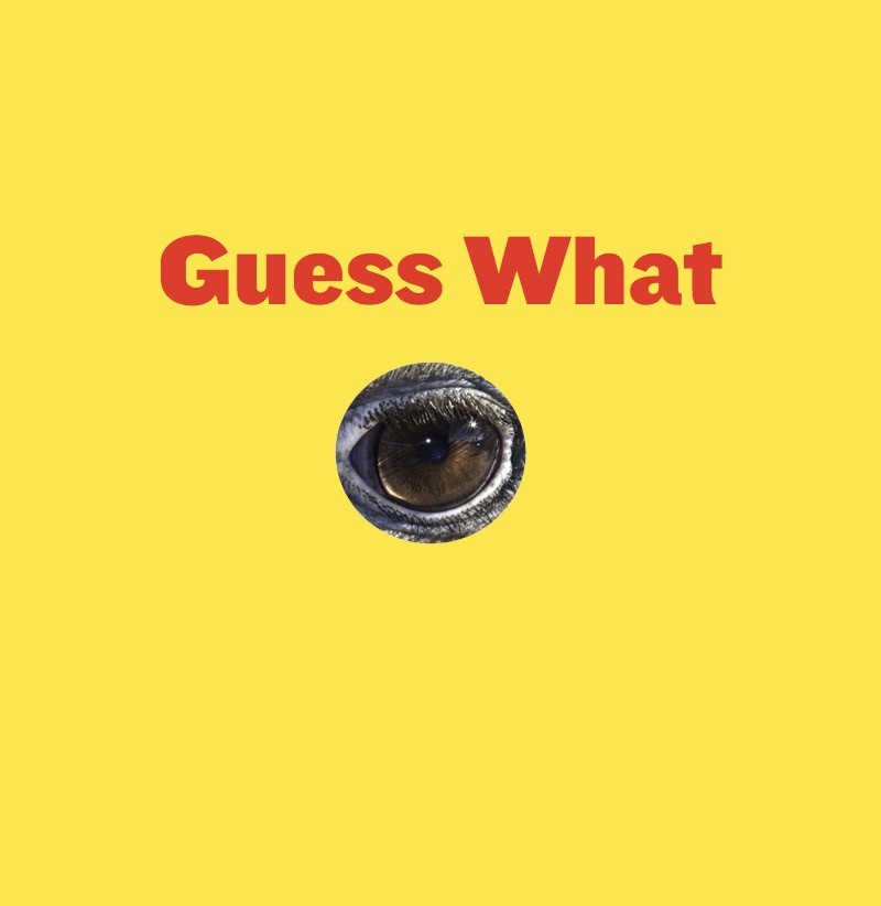 Fast and Flightless book cover