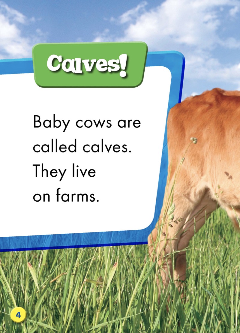 Super Cute! Baby Cows — page 1