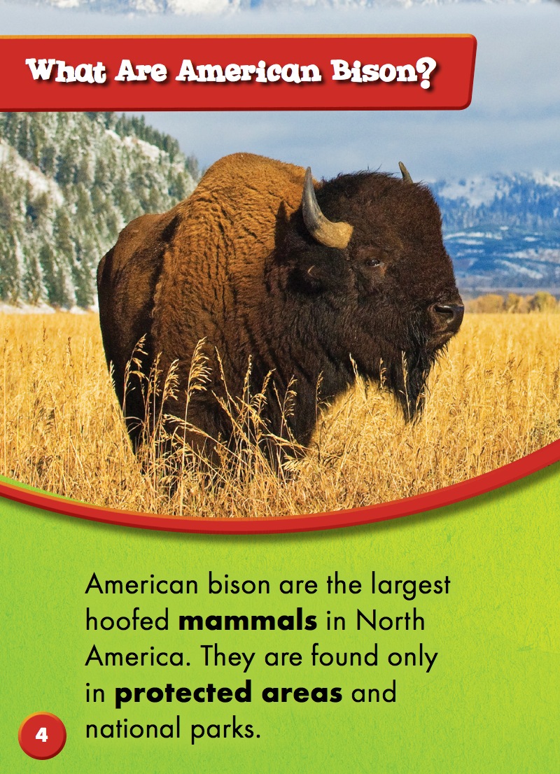 American Bison — page 1