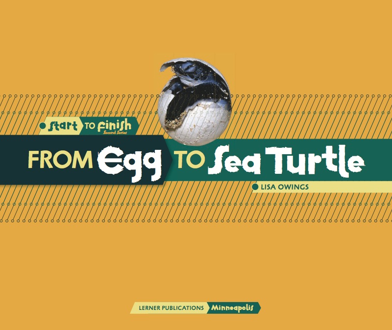 From Egg to Sea Turtle book cover