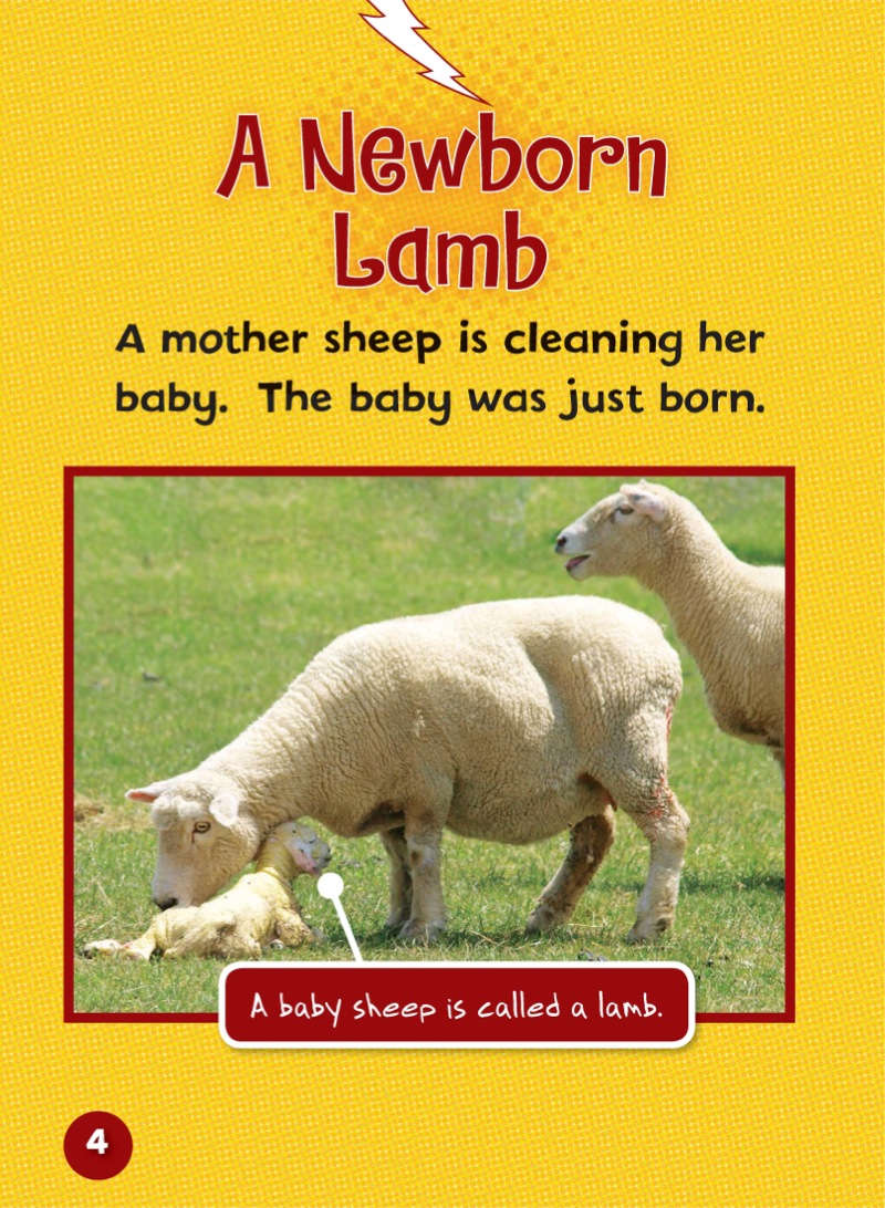 Meet a Baby Sheep — page 1