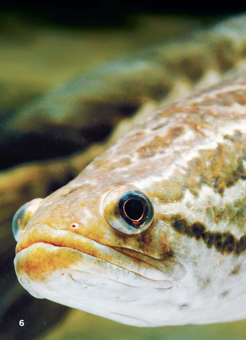 Northern Snakeheads — page 1