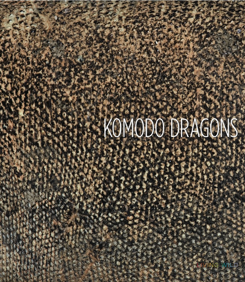 Komodo Dragons book cover