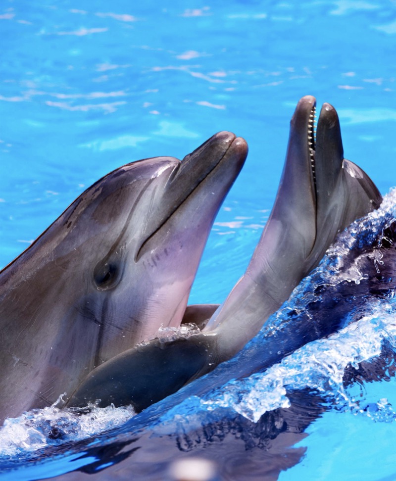 My Favorite Animal: Dolphins — page 1