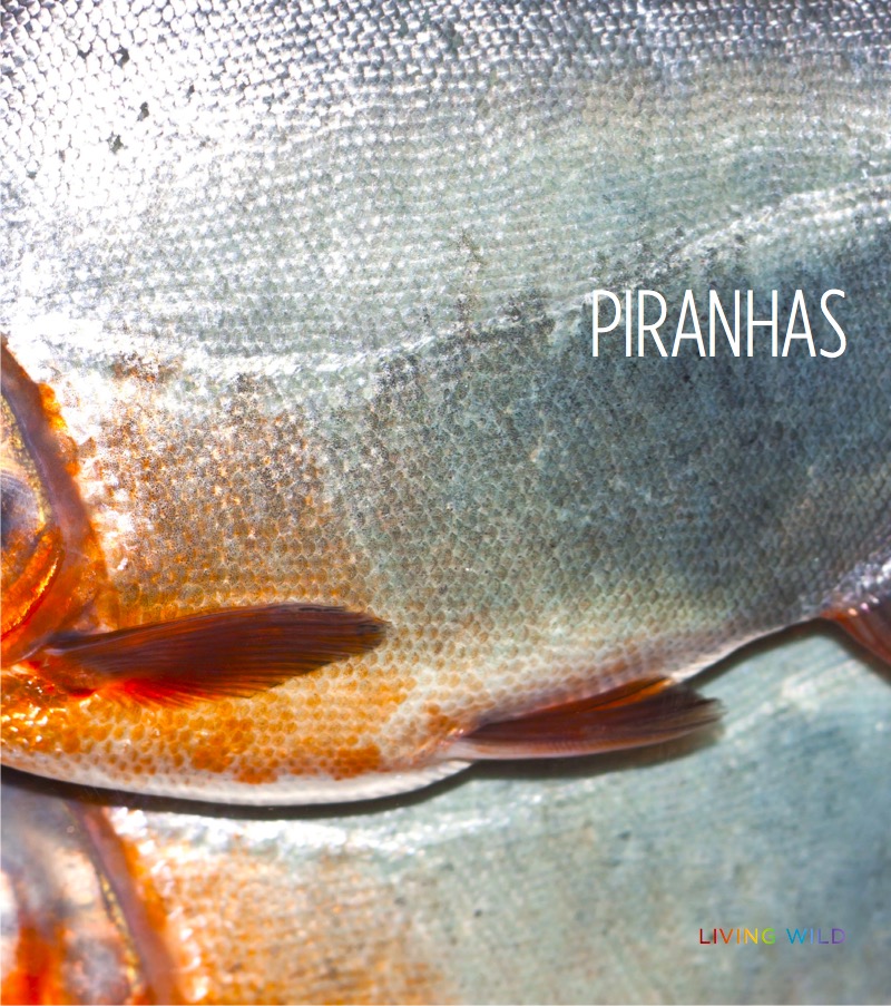 Piranhas book cover