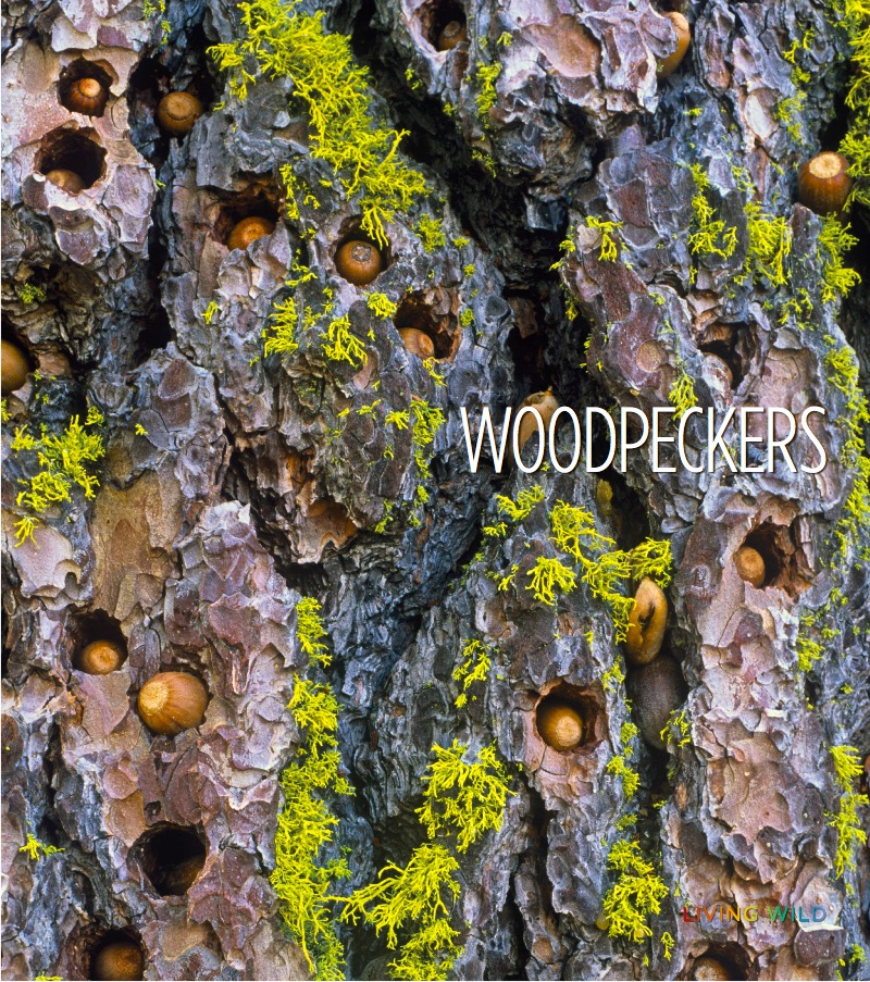 Woodpeckers book cover