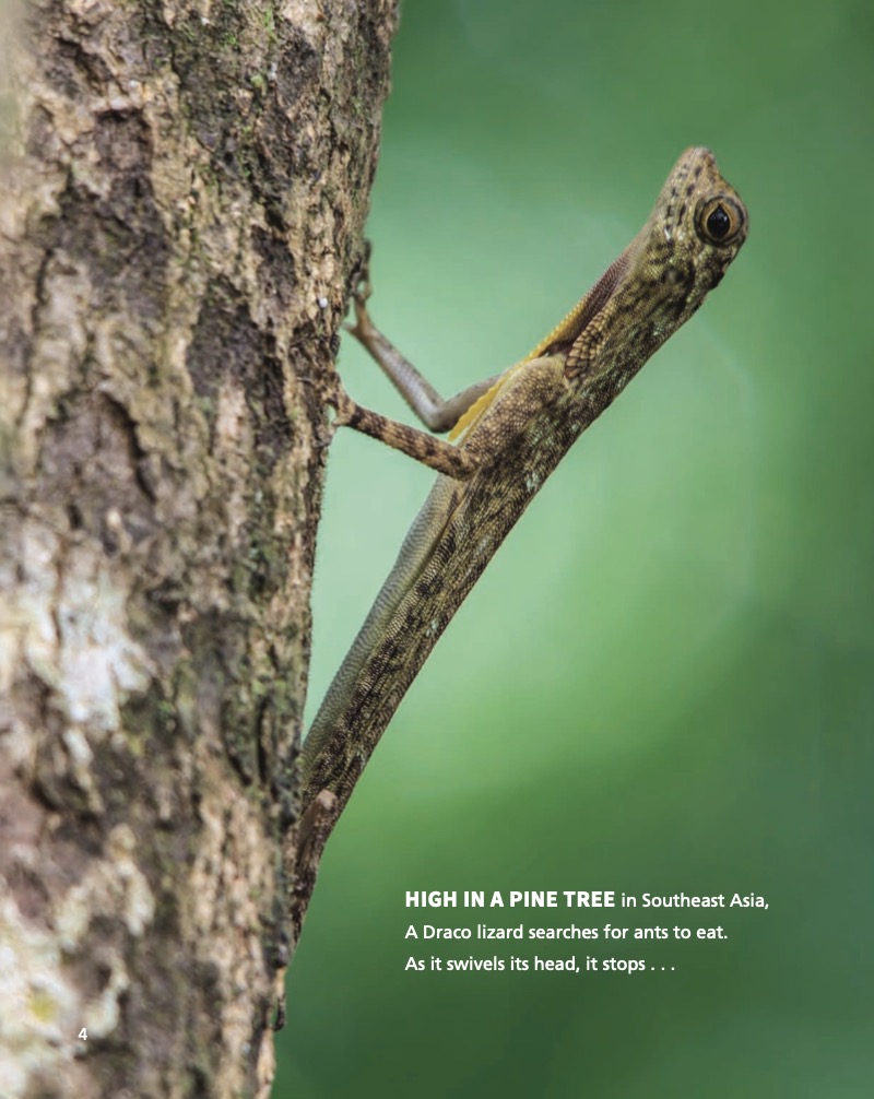 Catching Air: Taking the Leap with Gliding Animals — page 1