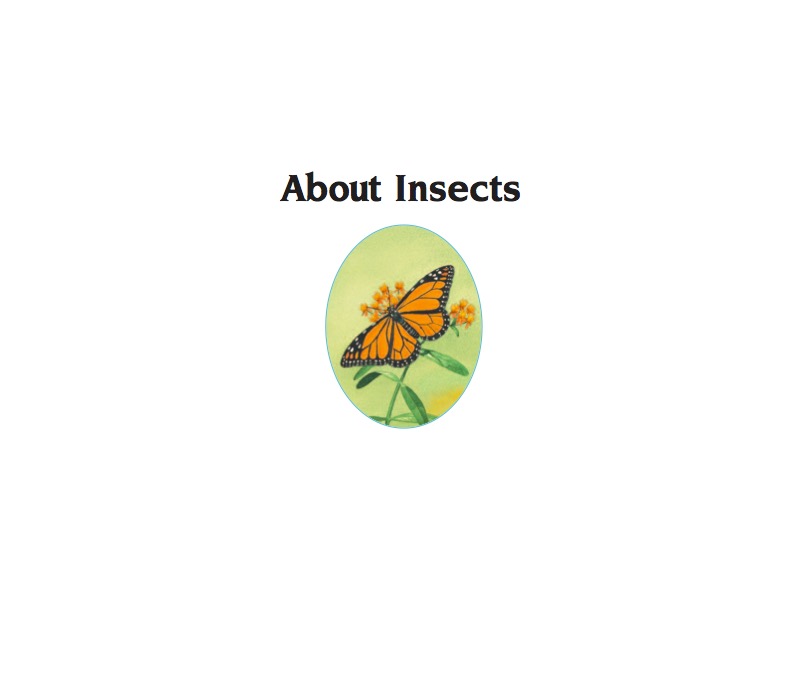 About Insects book cover