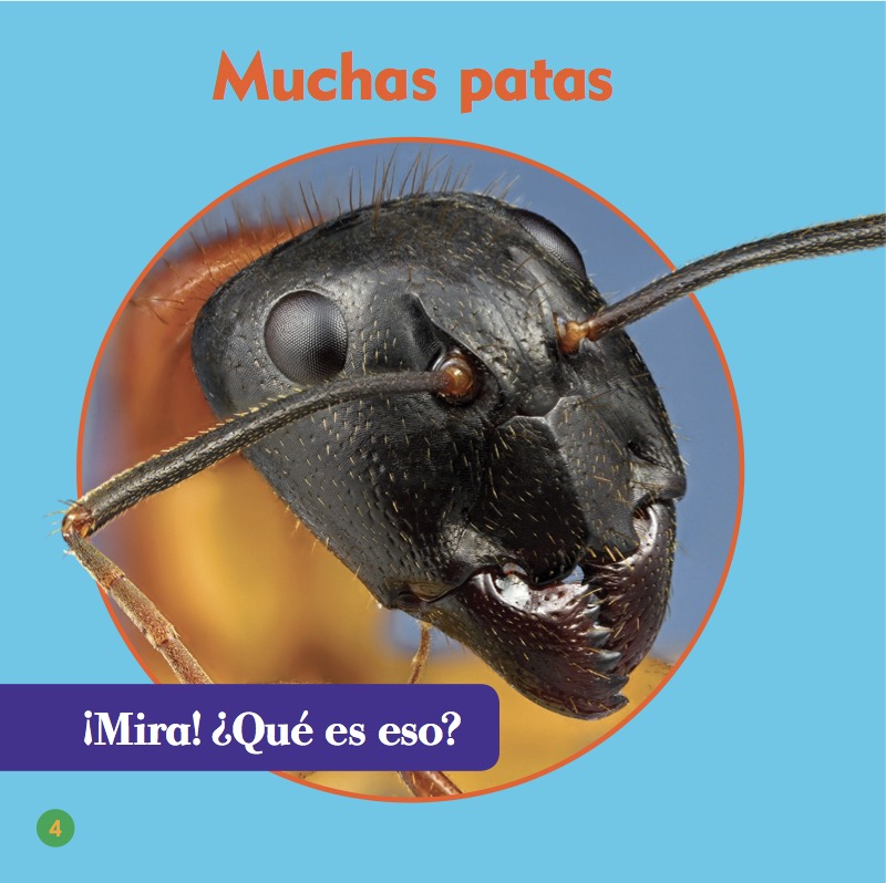 Clasificación Animal: Insectos — page 1