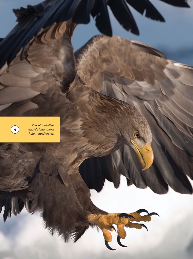 Eagle — page 1
