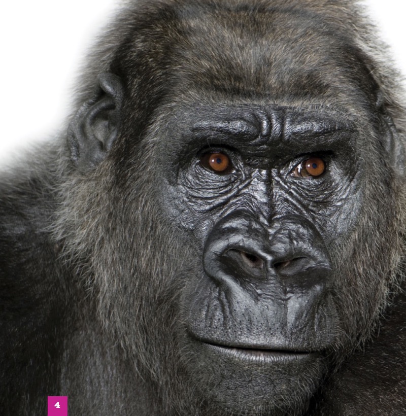 Gorillas — page 1