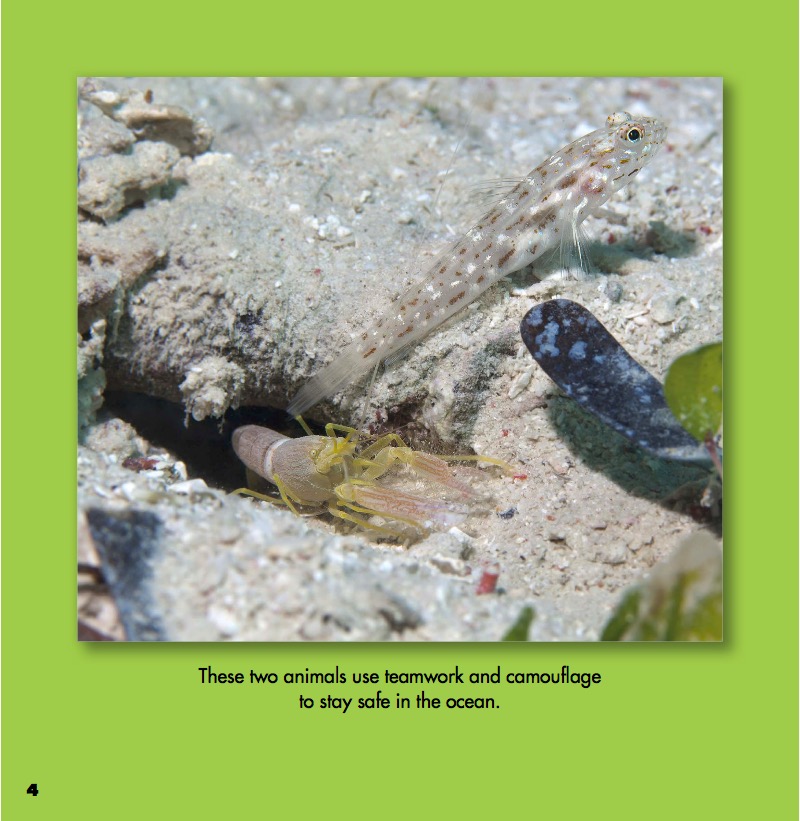 Goby Fish and Pistol Shrimp — page 1