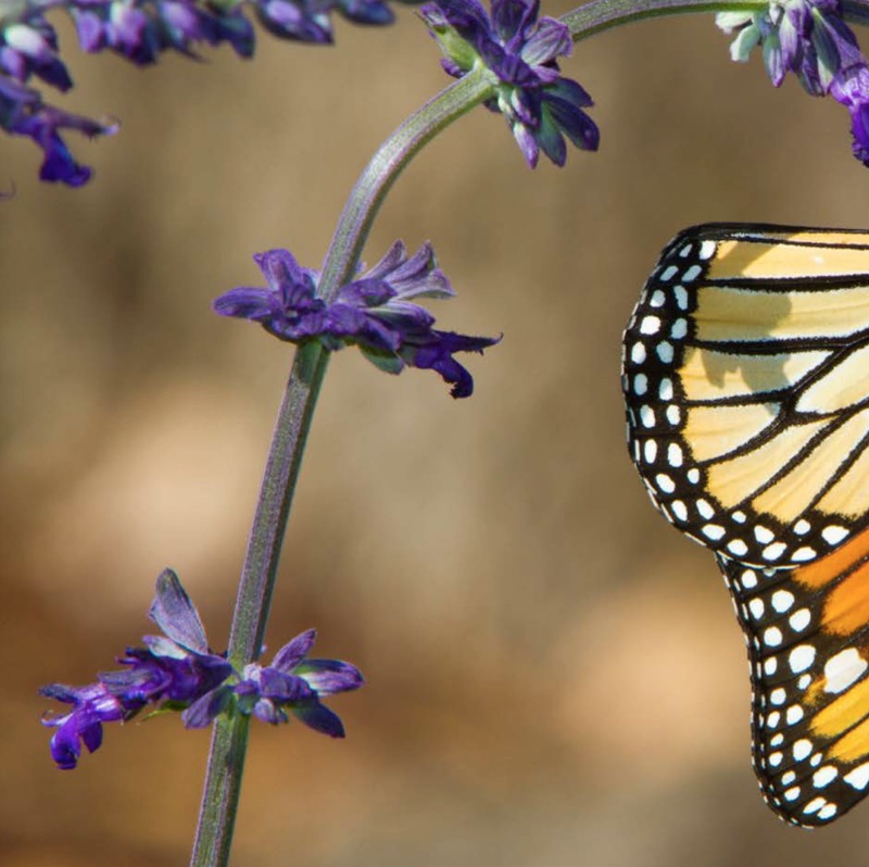 Butterflies: Exploring the Life Cycle — page 1