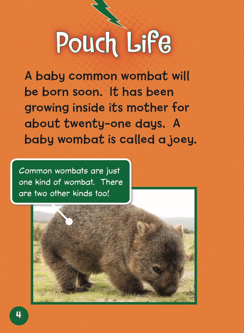 Meet a Baby Wombat — page 1