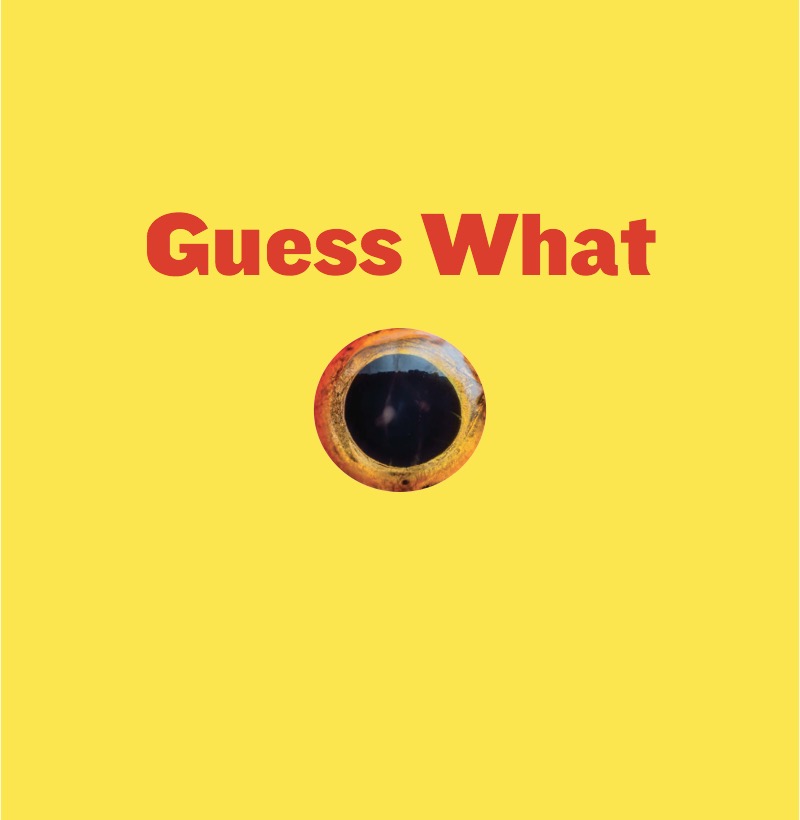 Flashy Friends: Goldfish book cover