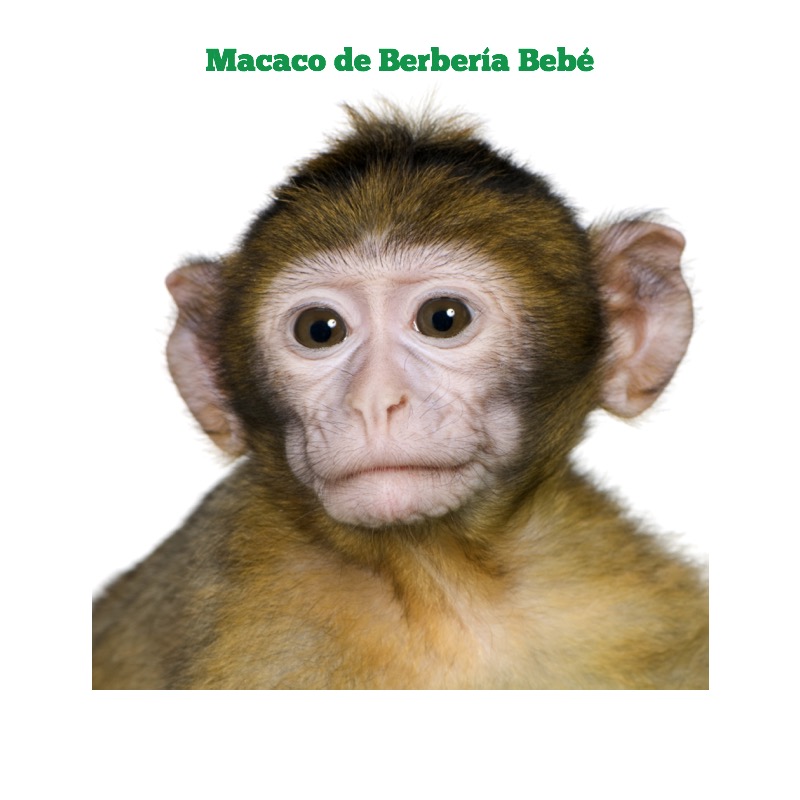 Baby Animales Bebés 3 — page 1