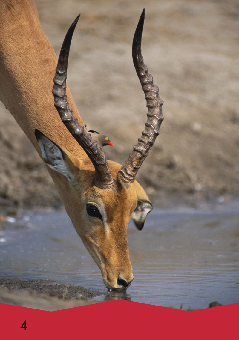 How Animals Find Water — page 1