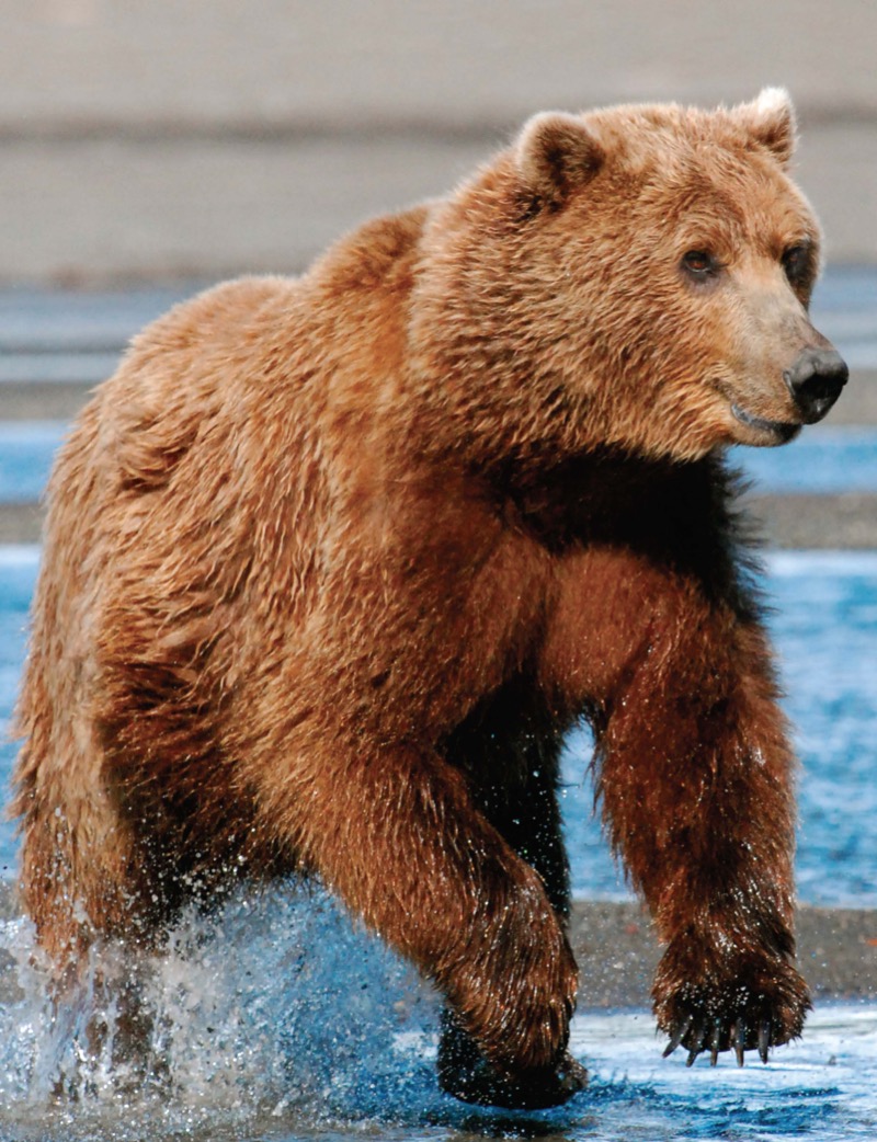 National Geographic Animal Encyclopedia book cover