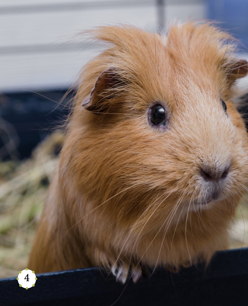 My Favorite Pet: Guinea Pigs — page 1