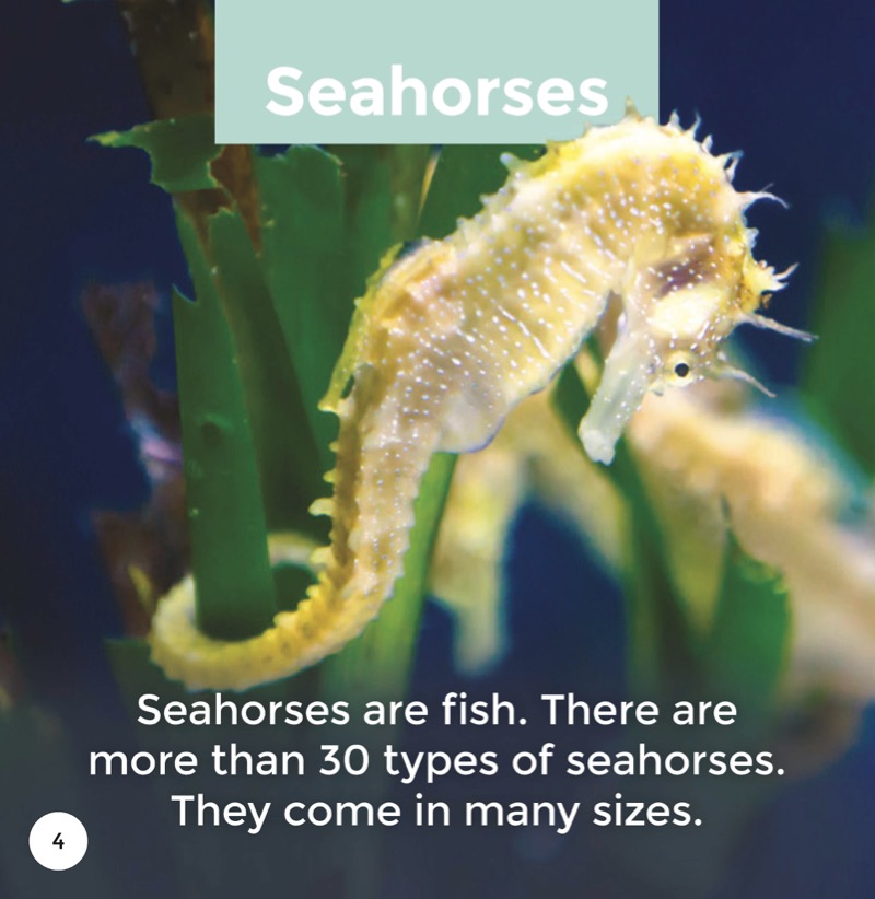 Seahorses — page 1