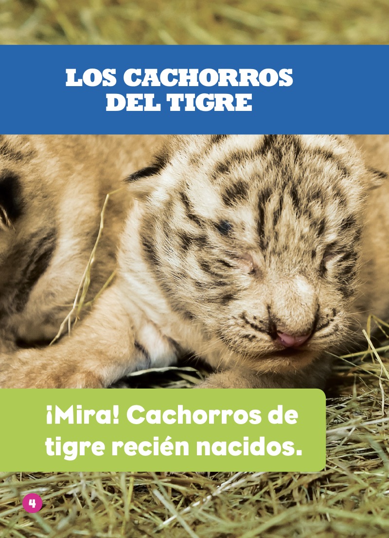 Los cachorros del tigre (Tiger Cubs) — page 1