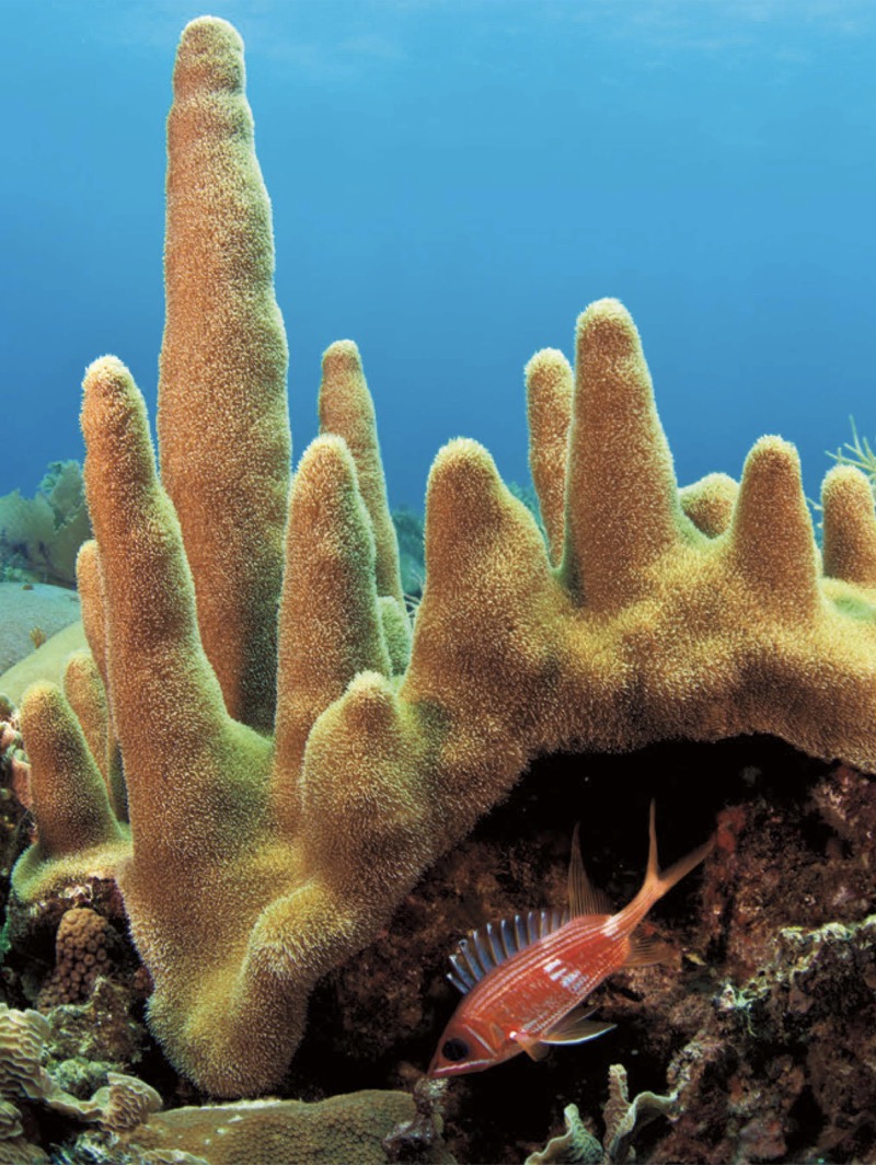 Animal Engineers: Coral Reefs — page 1
