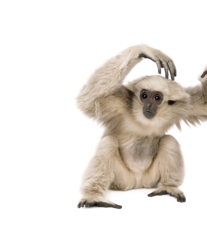 My Favorite Animal: Monkeys — page 1