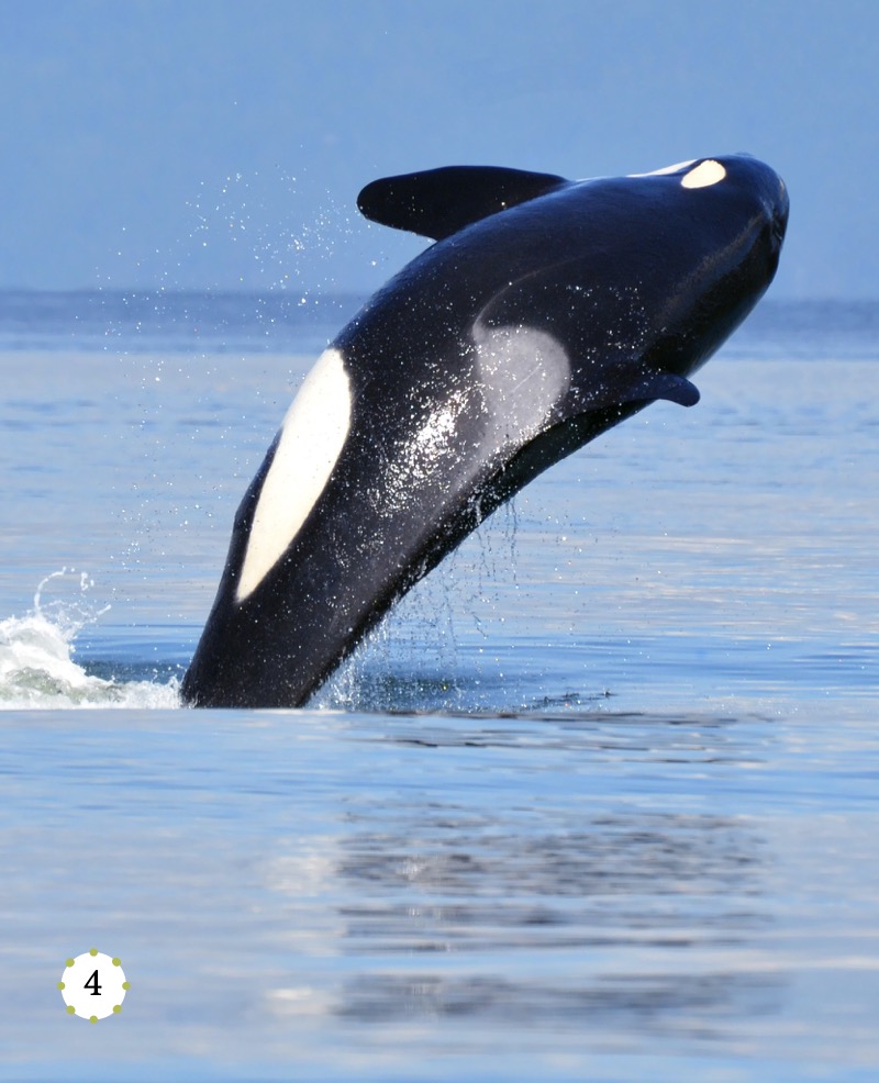My Favorite Animal: Orcas — page 1