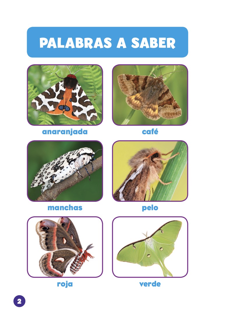 Insectos en tu jardín: Veo mariposas nocturnas — page 1