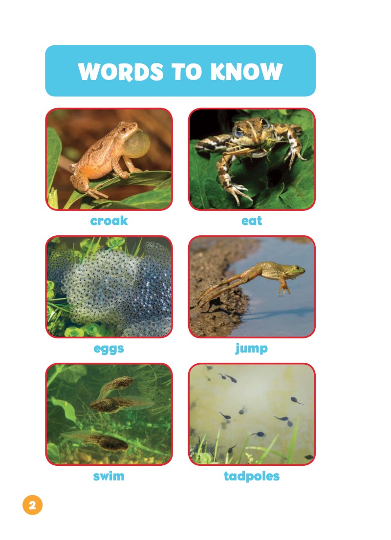 Backyard Animals: Frogs — page 1