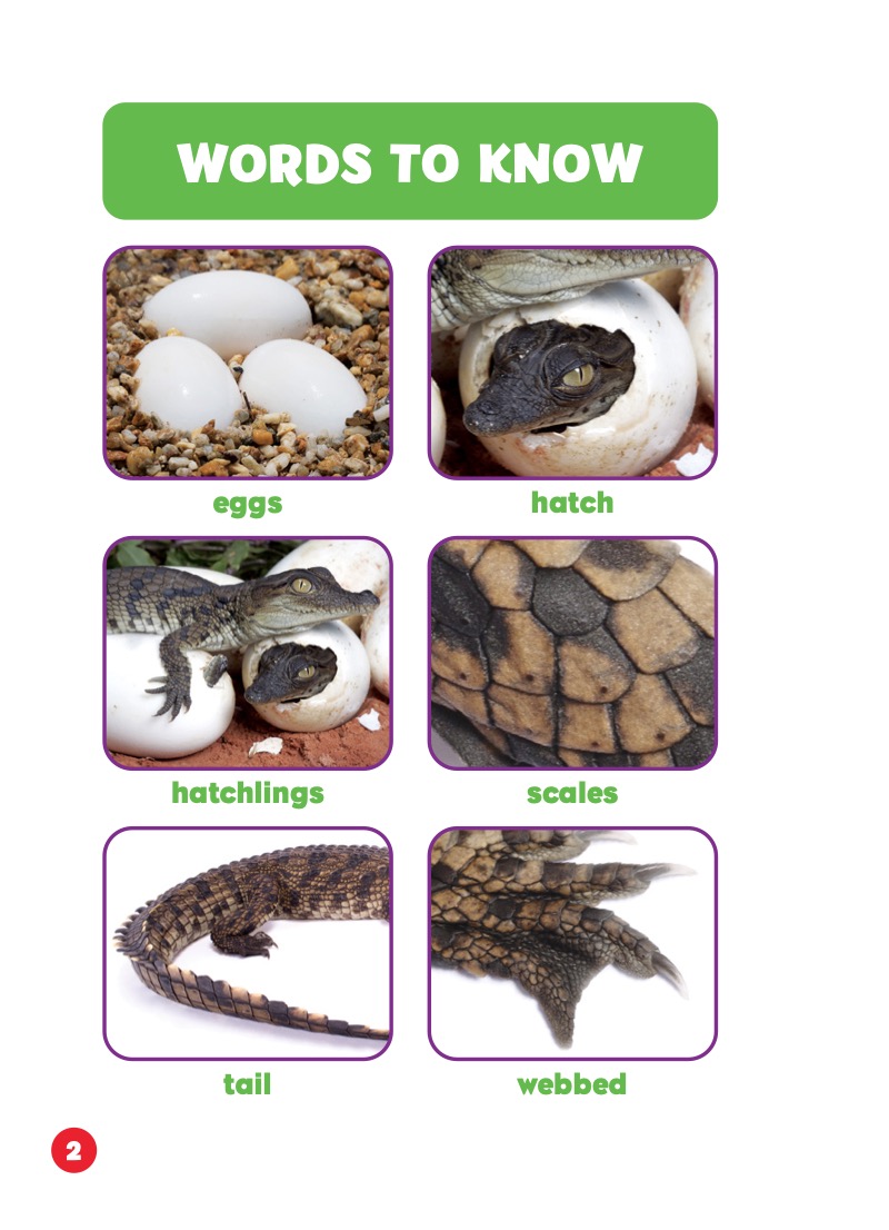 Rain Forest Babies: Crocodile Hatchlings — page 1