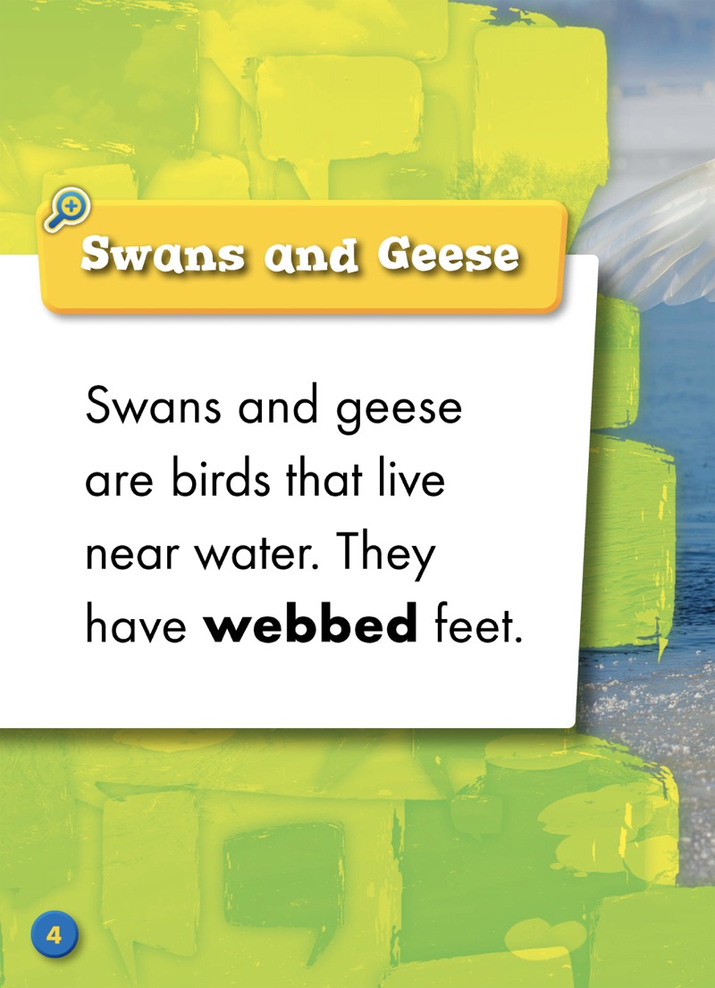 Spotting Differences: Swan or Goose? — page 1