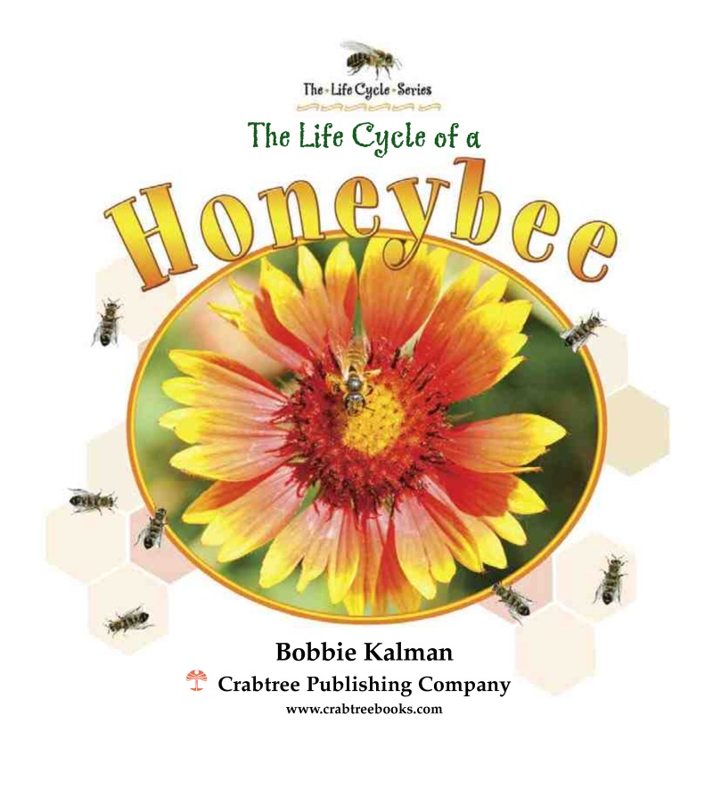 The Life Cycle of a Honeybee book cover