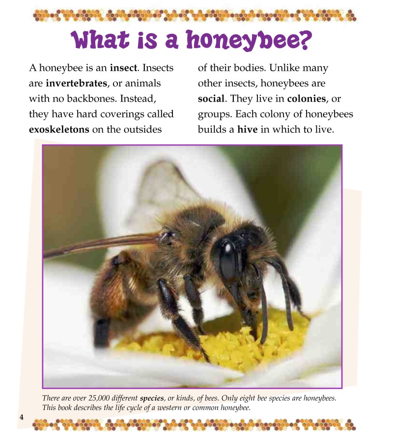 The Life Cycle of a Honeybee — page 1
