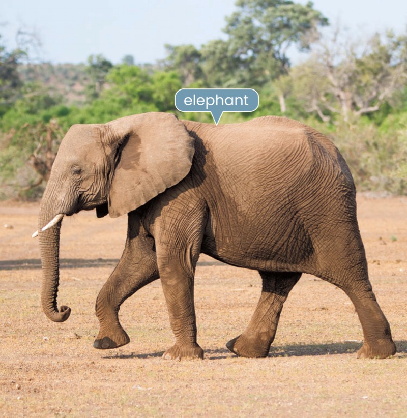 Alphabet Fun: E is for Elephant — page 1