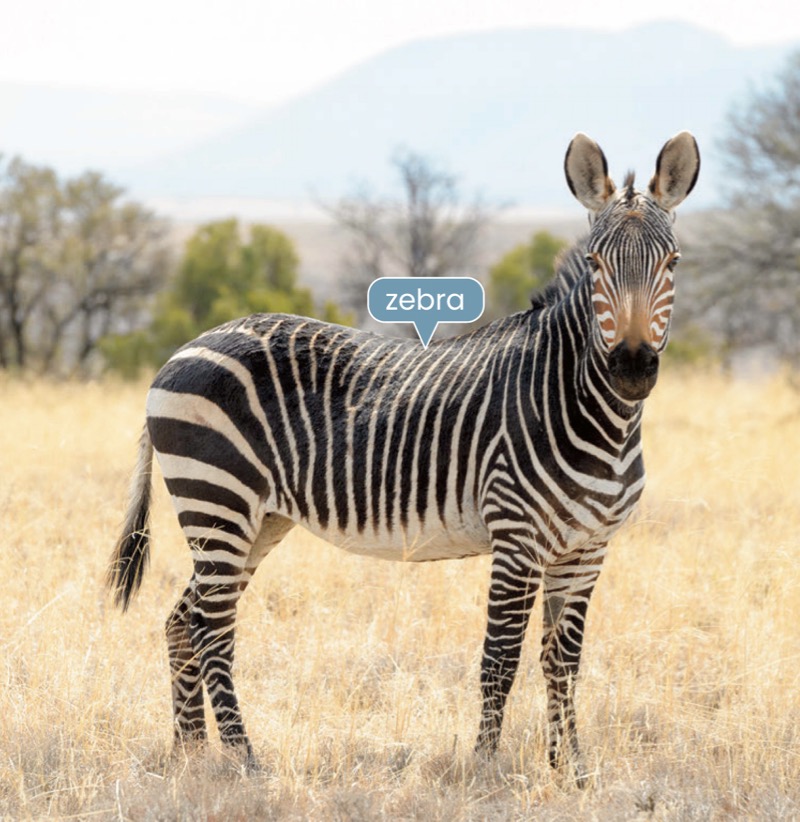 Alphabet Fun: Z is for Zebra — page 1