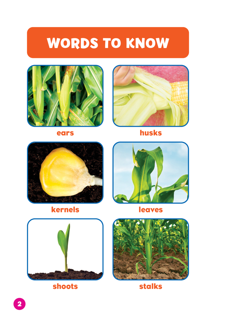 See a Plant Grow!: Corn — page 1