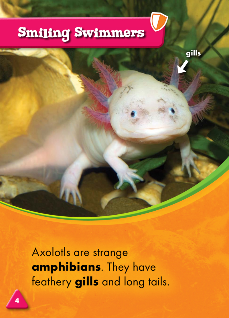 Animals at Risk: Axolotls — page 1