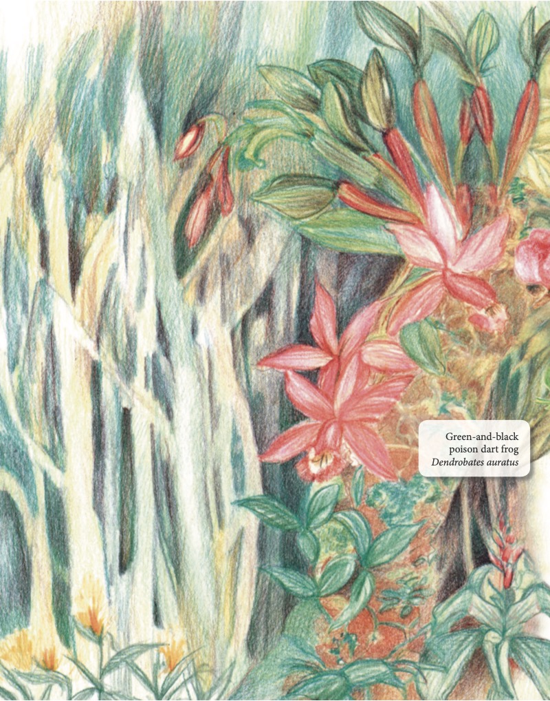 Poison Dart Frogs — page 1