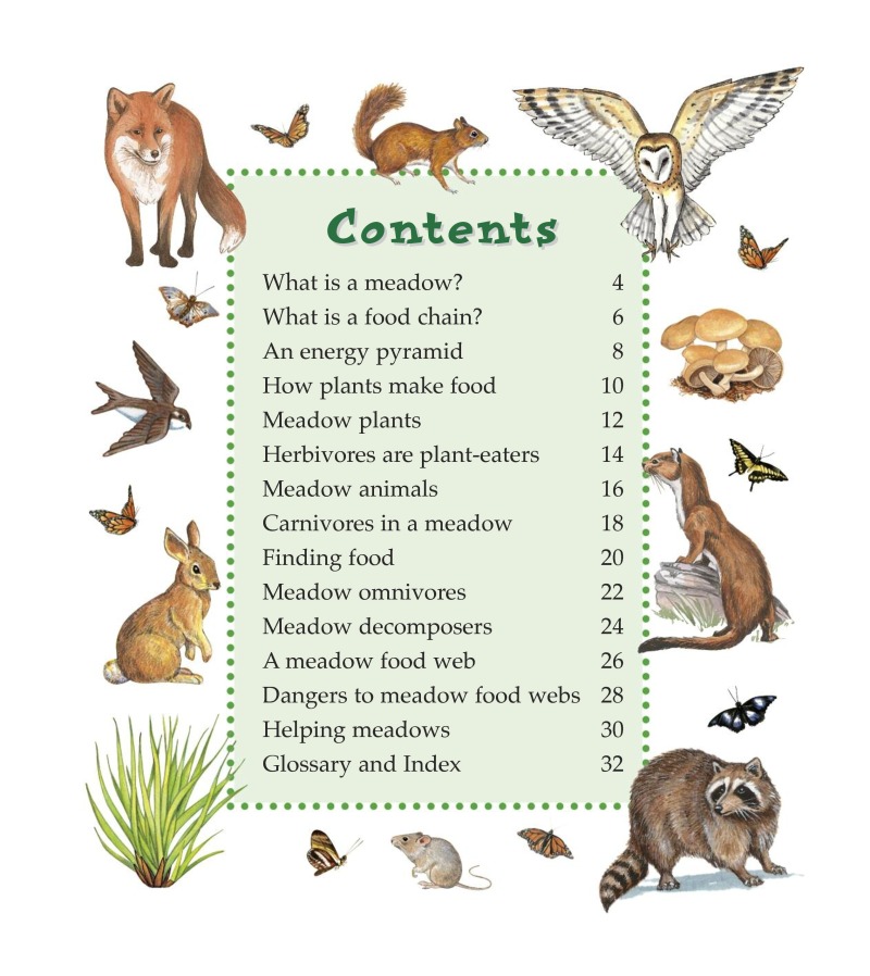 Meadow Food Chains book cover