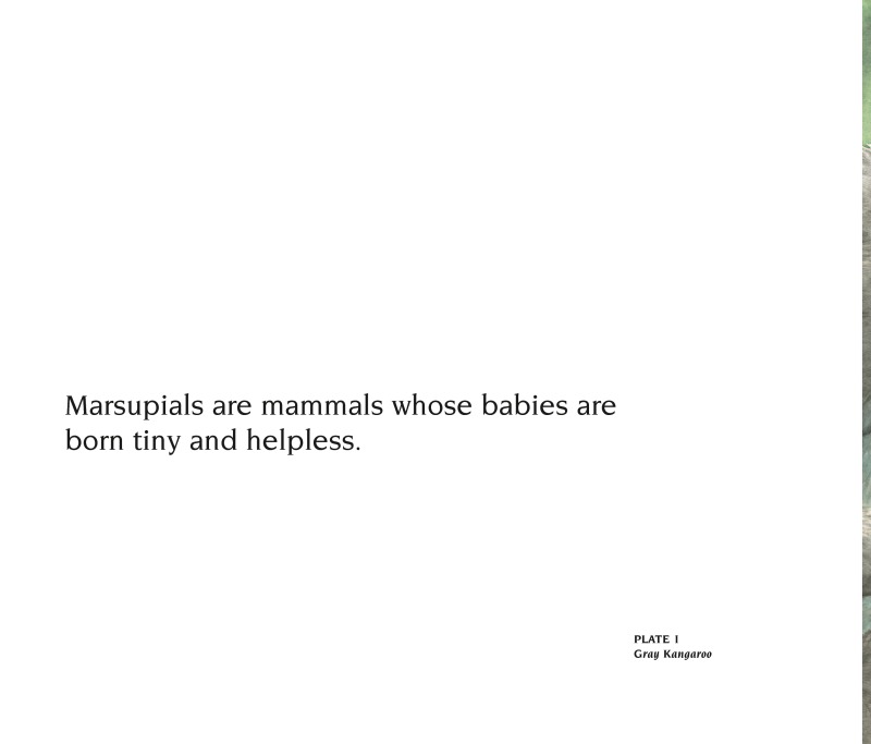 About Marsupials: A Guide for Children — page 1