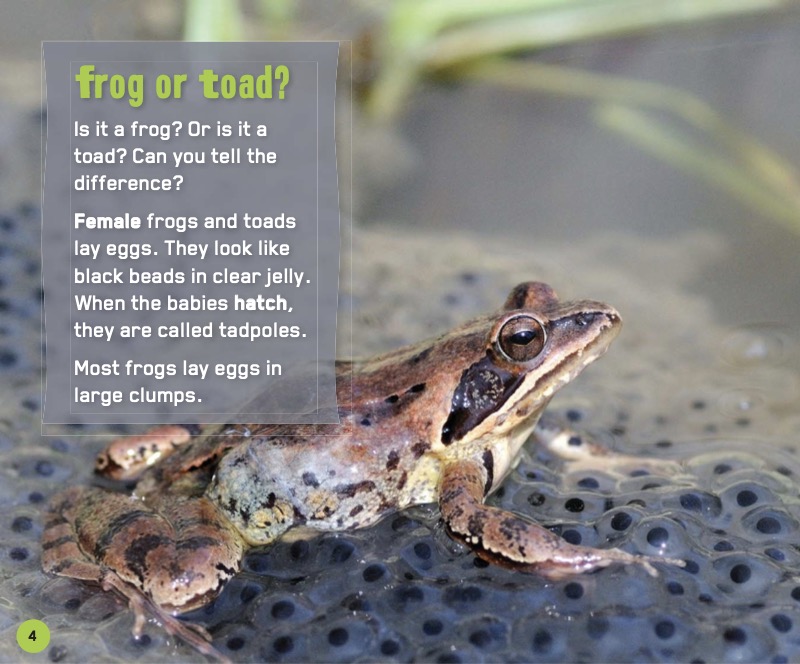 Frog or Toad? — page 1