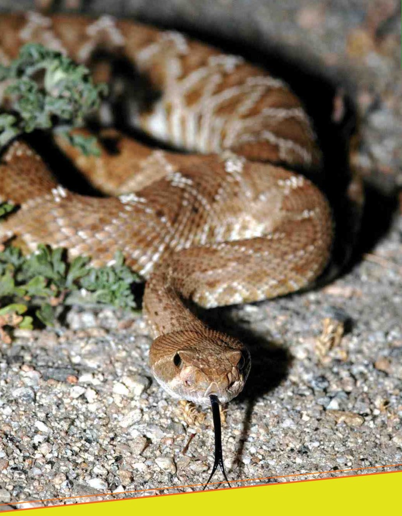 Amazing Reptiles: Rattlesnakes — page 1
