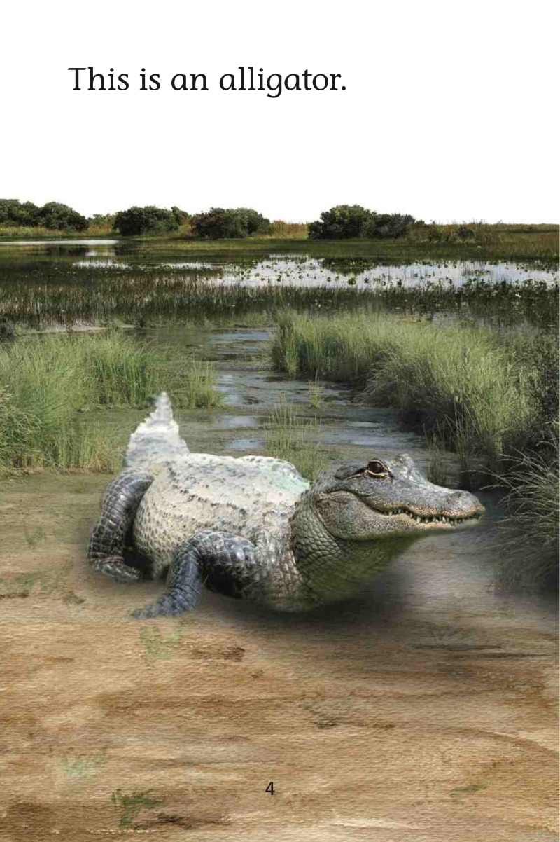 Magic Readers: Alligators — page 1